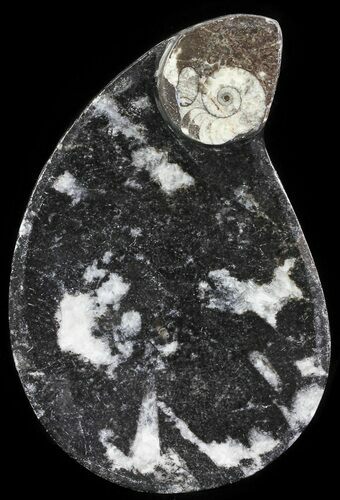 Teardrop Fossil Goniatite Dish - Stoneware #62440